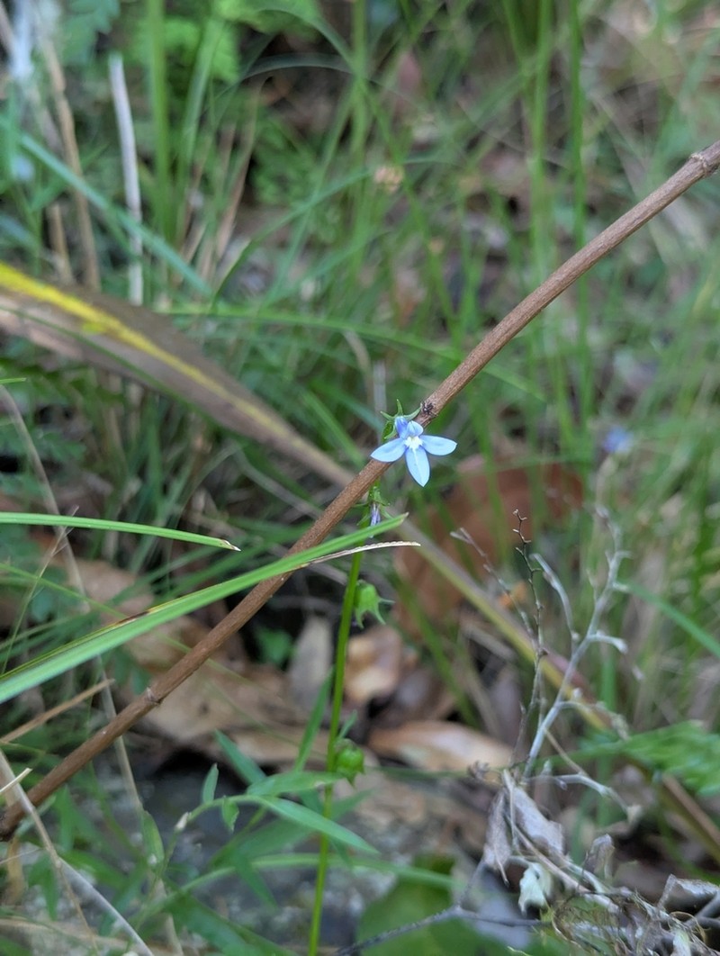 Lobelia trigonocaulis photo 7