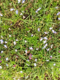 Lobelia tripartita