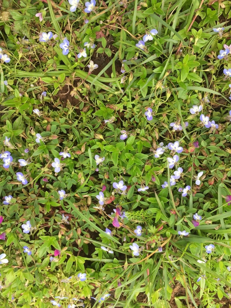 Lobelia tripartita