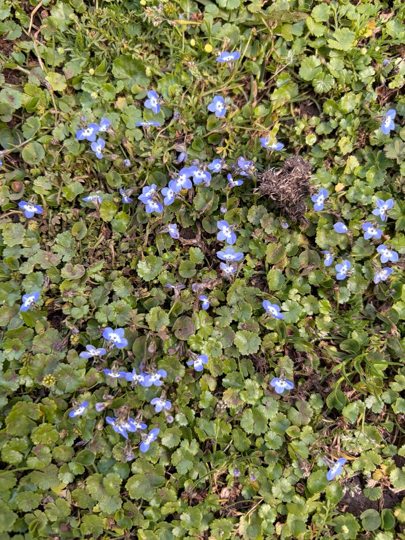 Lobelia tripartita photo 2