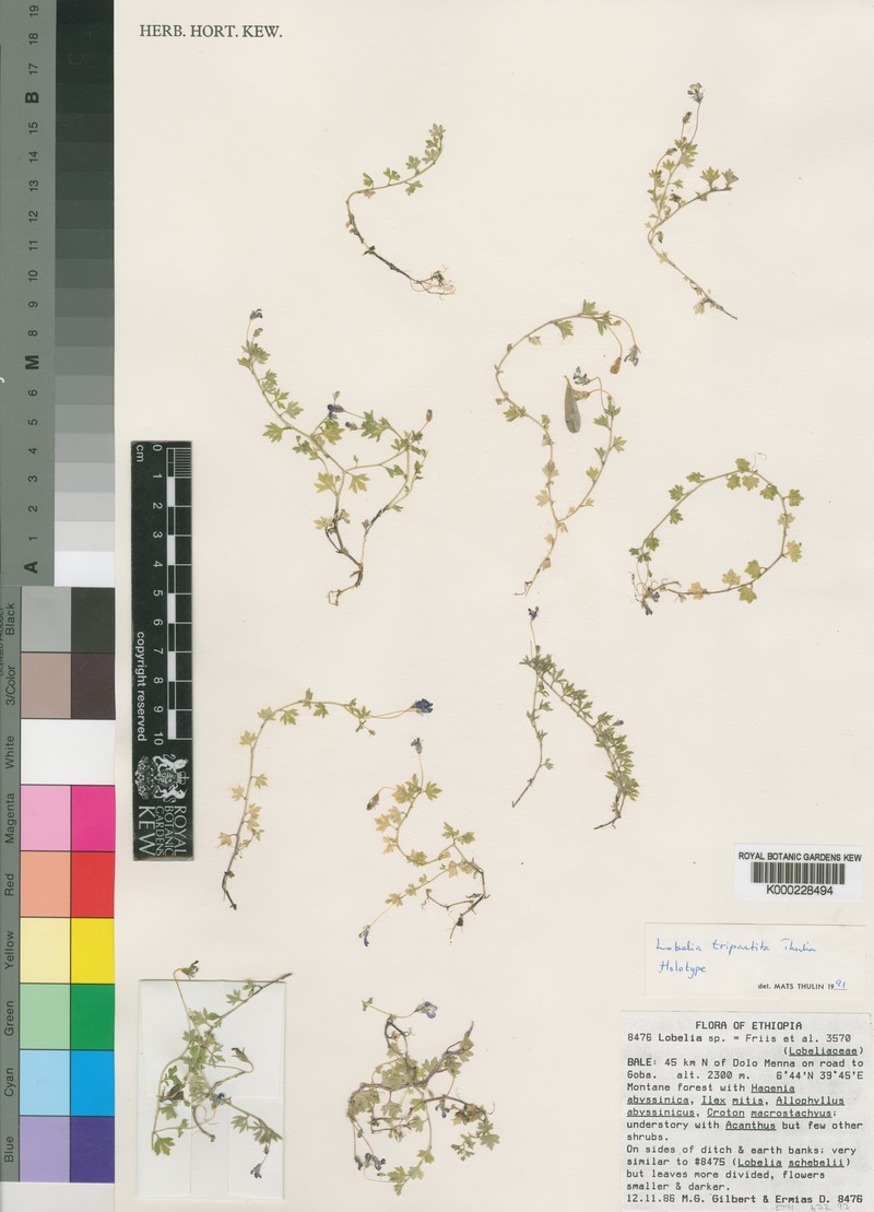 Lobelia tripartita photo 4