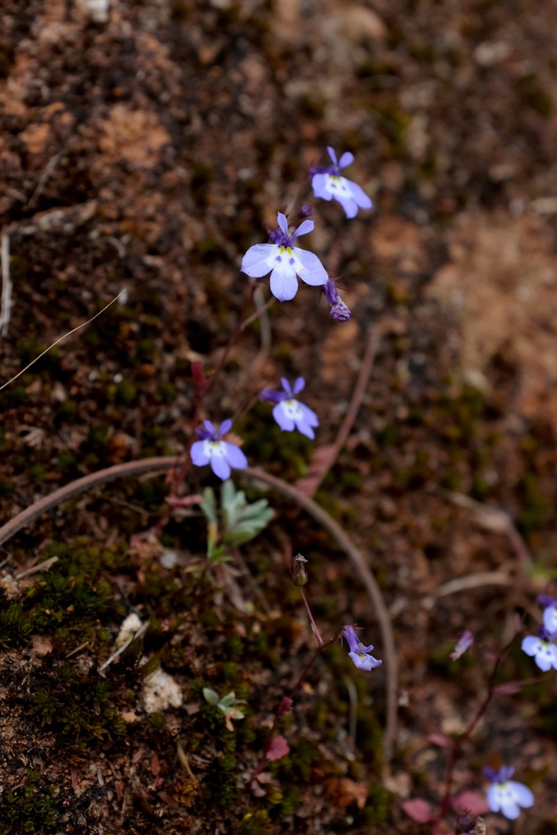Lobelia trullifolia photo 2