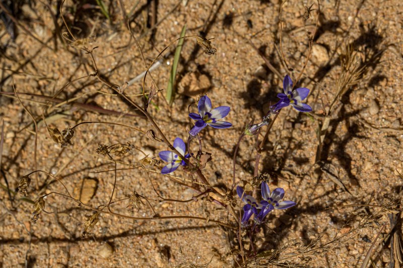 Lobelia trullifolia photo 3