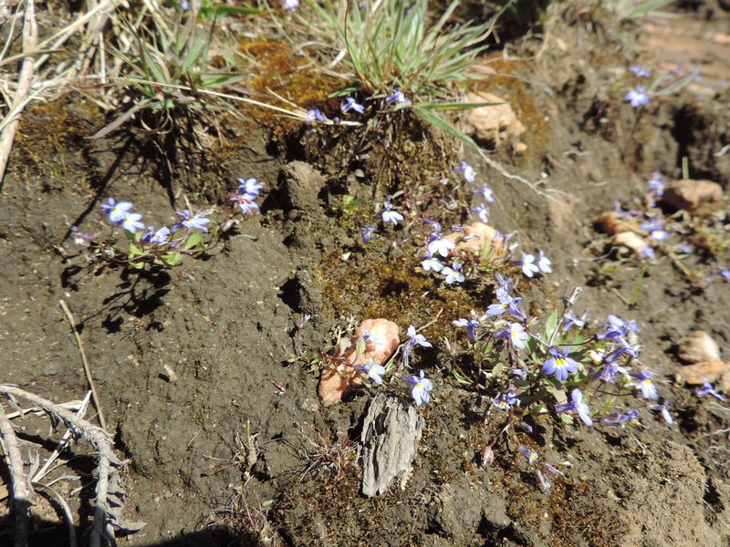 Lobelia trullifolia photo 4