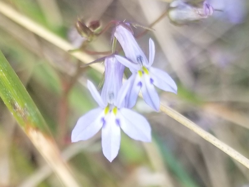 Lobelia trullifolia photo 6
