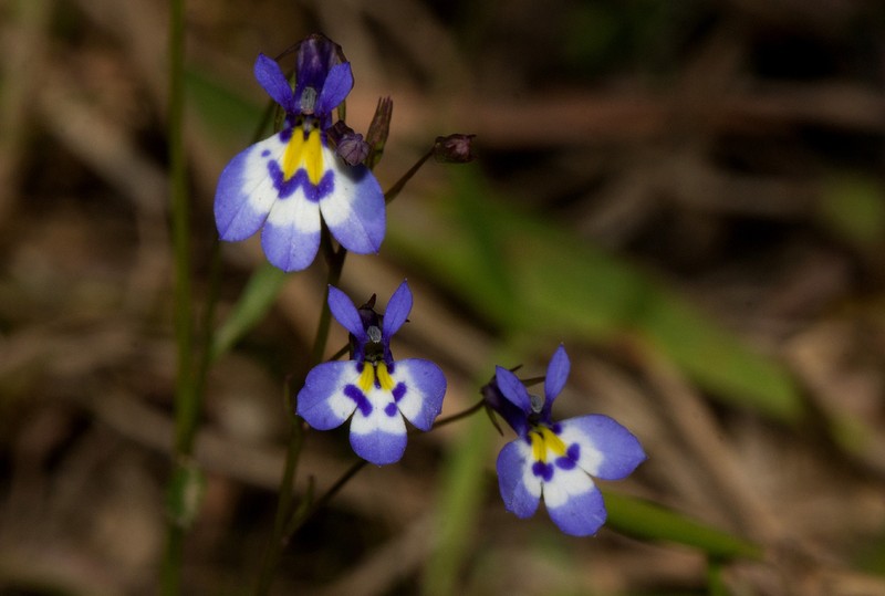 Lobelia trullifolia photo 7