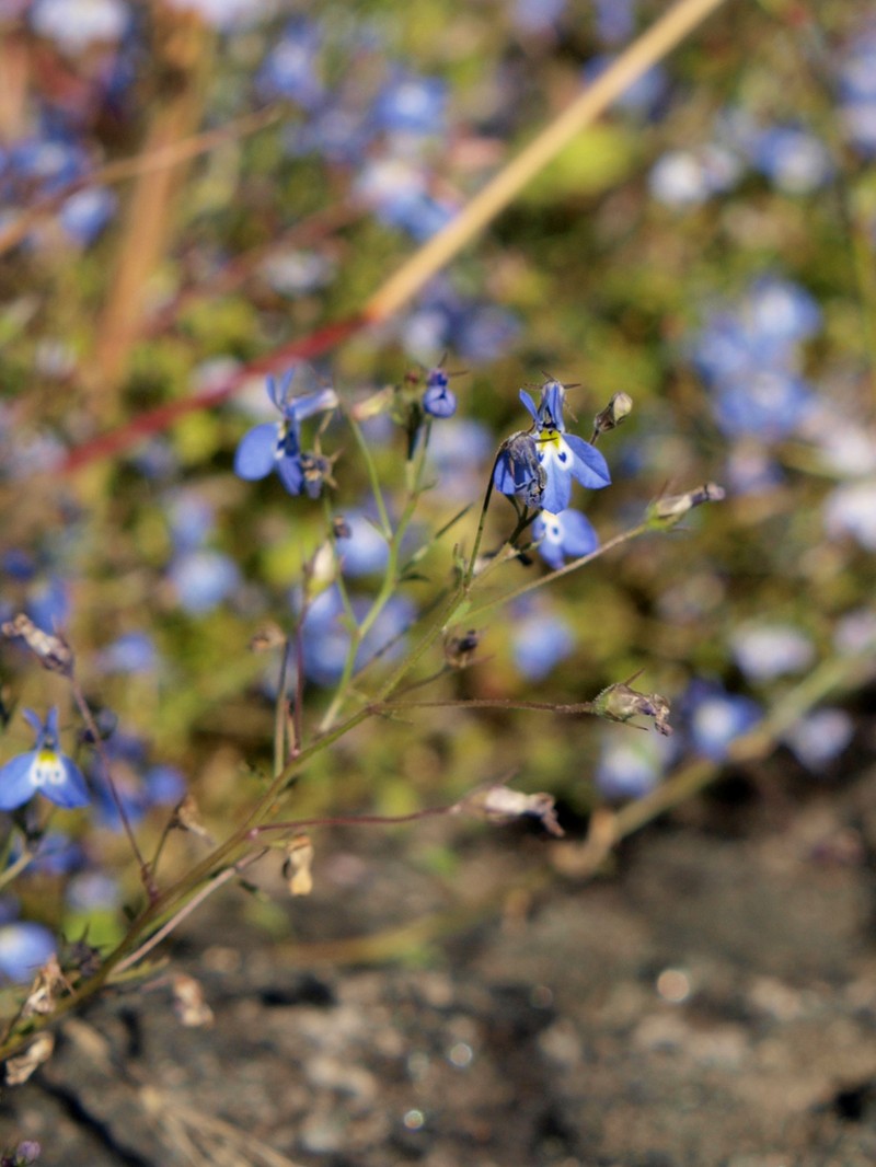 Lobelia trullifolia photo 8
