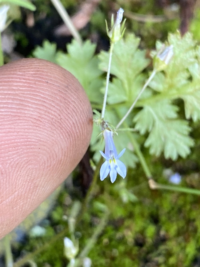 Lobelia trullifolia subsp. delicatula