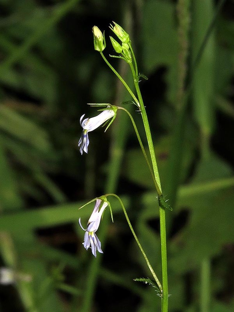 Lobelia trullifolia subsp. delicatula photo 2
