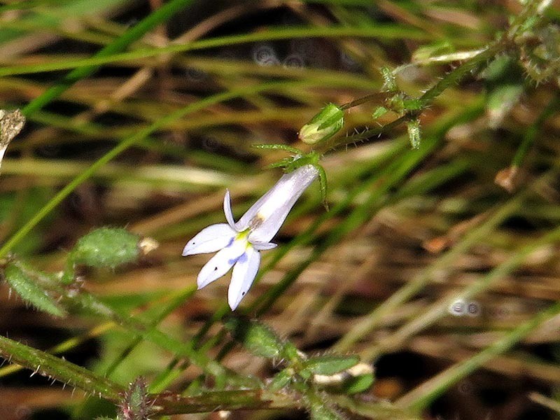Lobelia trullifolia subsp. delicatula photo 3