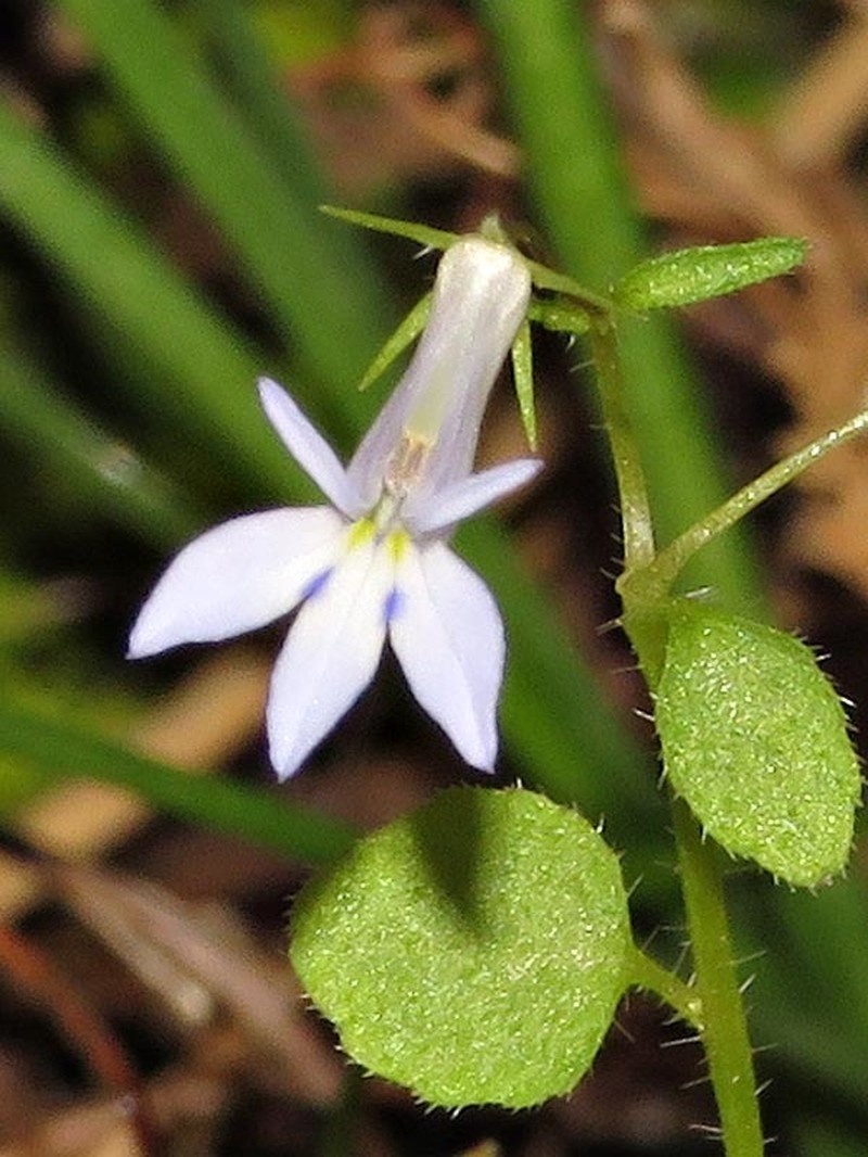 Lobelia trullifolia subsp. delicatula photo 4