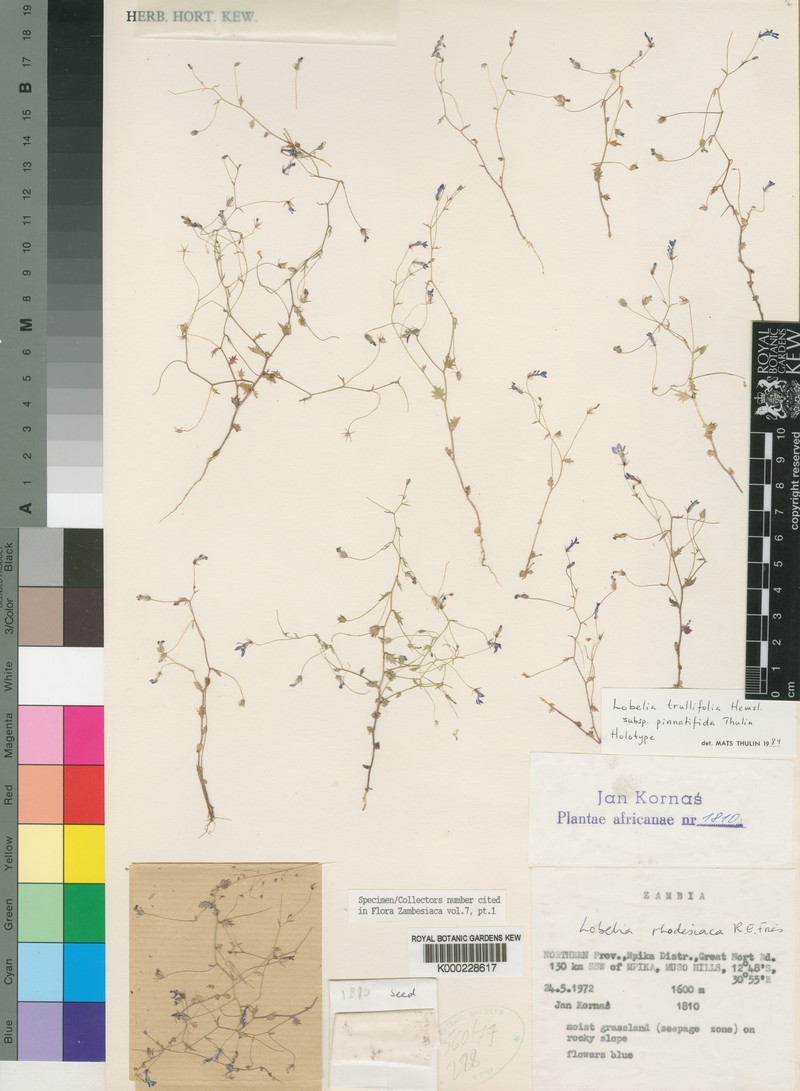 Lobelia trullifolia subsp. pinnatifida