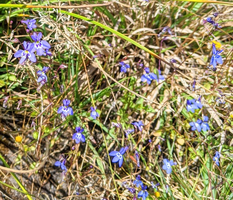 Lobelia trullifolia subsp. trullifolia