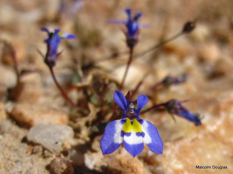 Lobelia trullifolia subsp. trullifolia photo 2