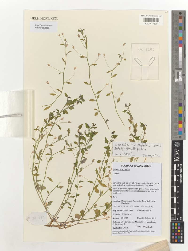 Lobelia trullifolia subsp. trullifolia photo 3