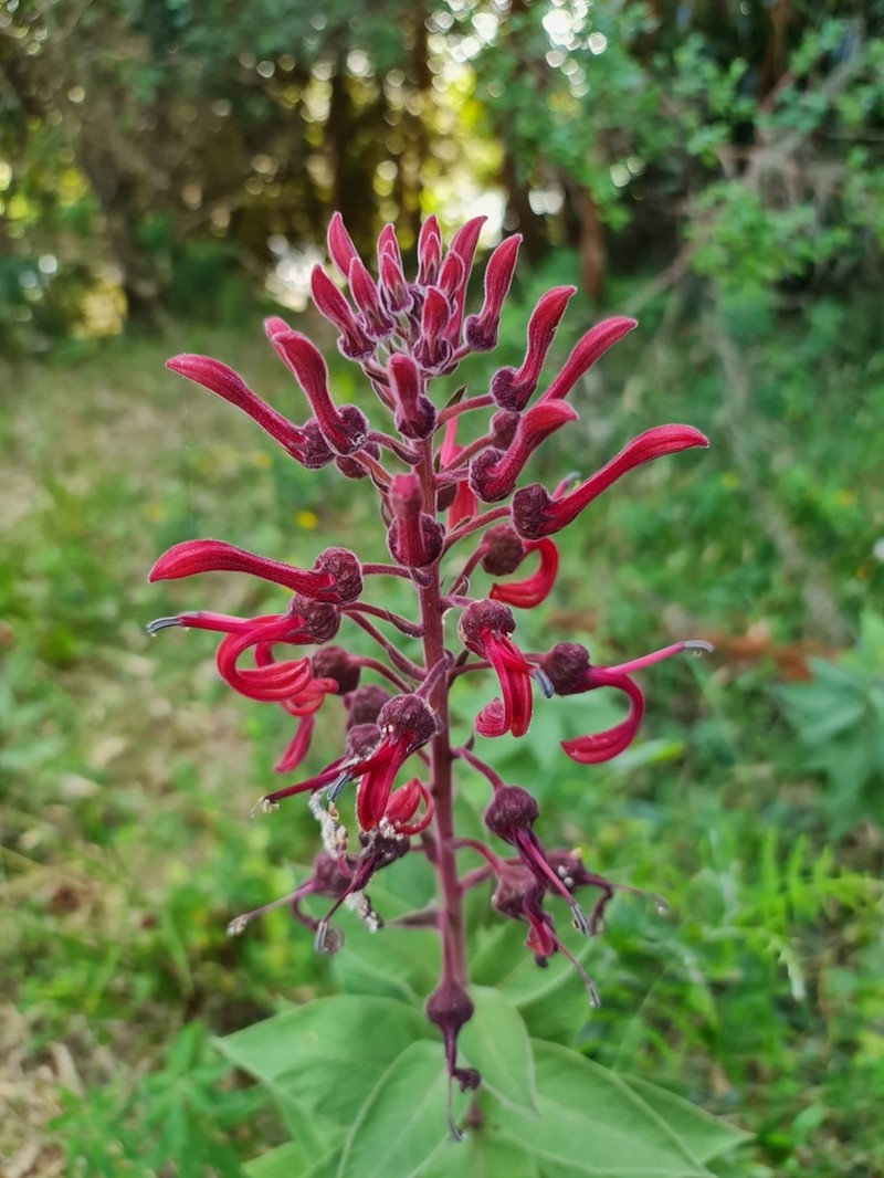Lobelia tupa photo 3