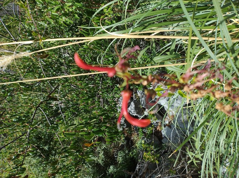 Lobelia tupa photo 4