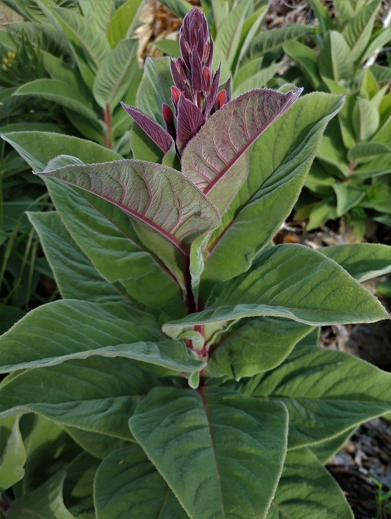Lobelia tupa photo 5