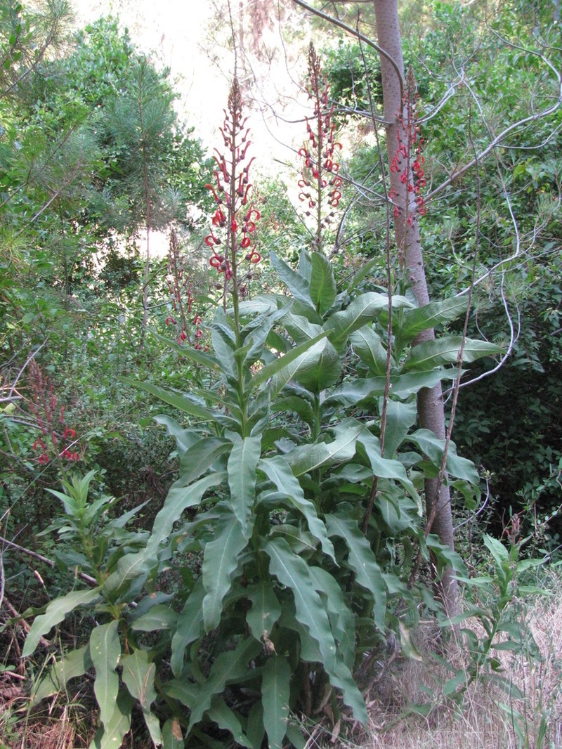 Lobelia tupa photo 6