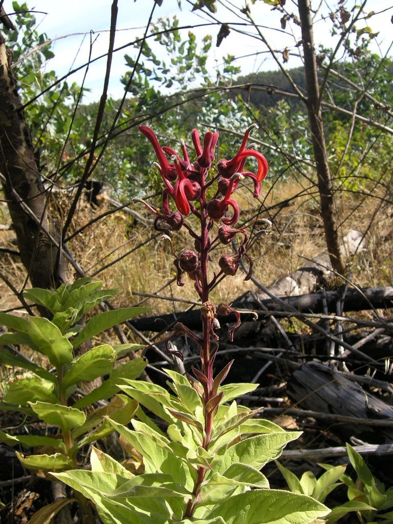 Lobelia tupa photo 7