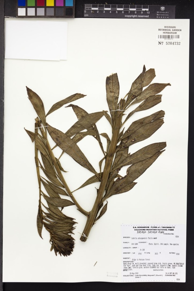 Lobelia udzungwensis