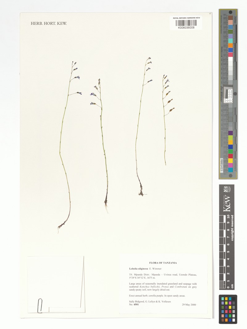 Lobelia uliginosa
