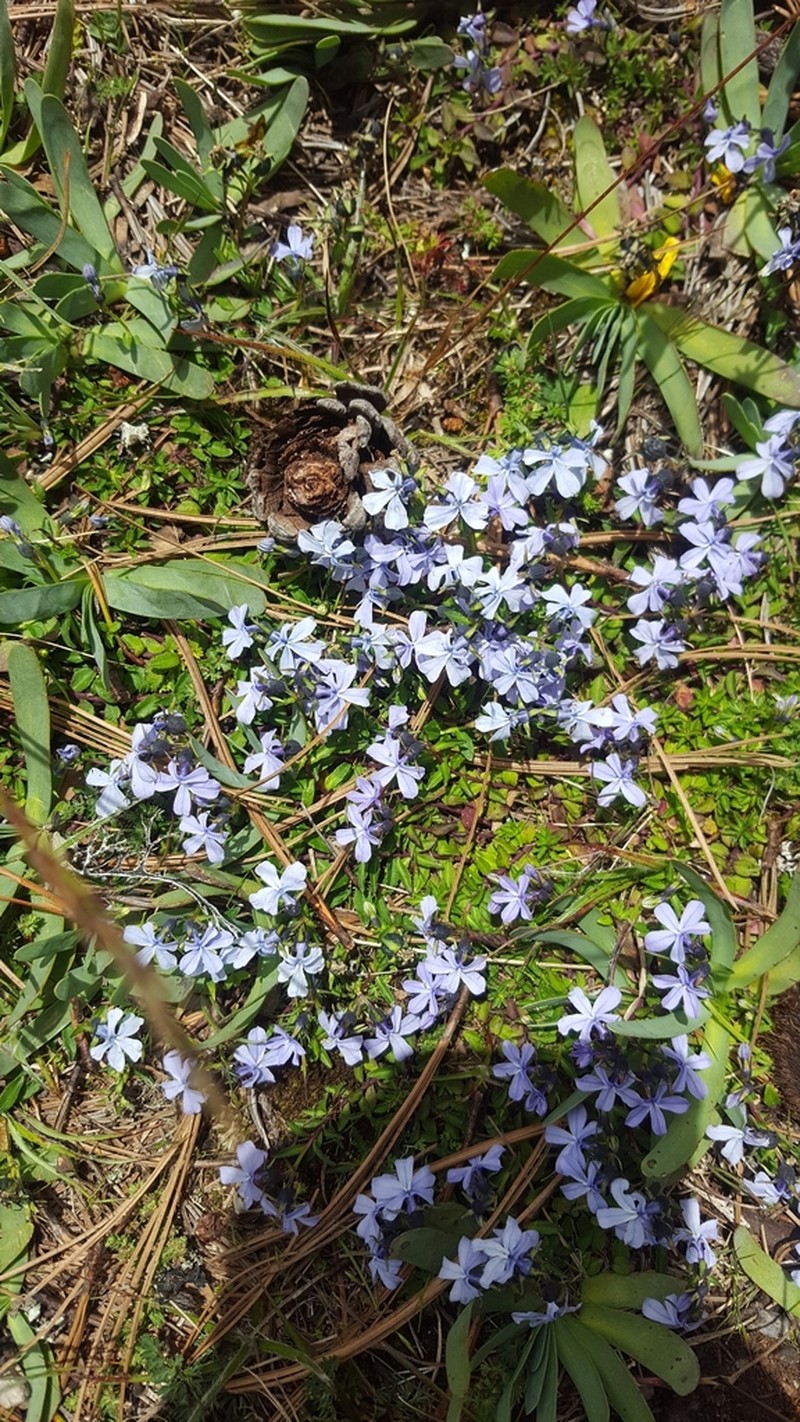 Lobelia umbellifera