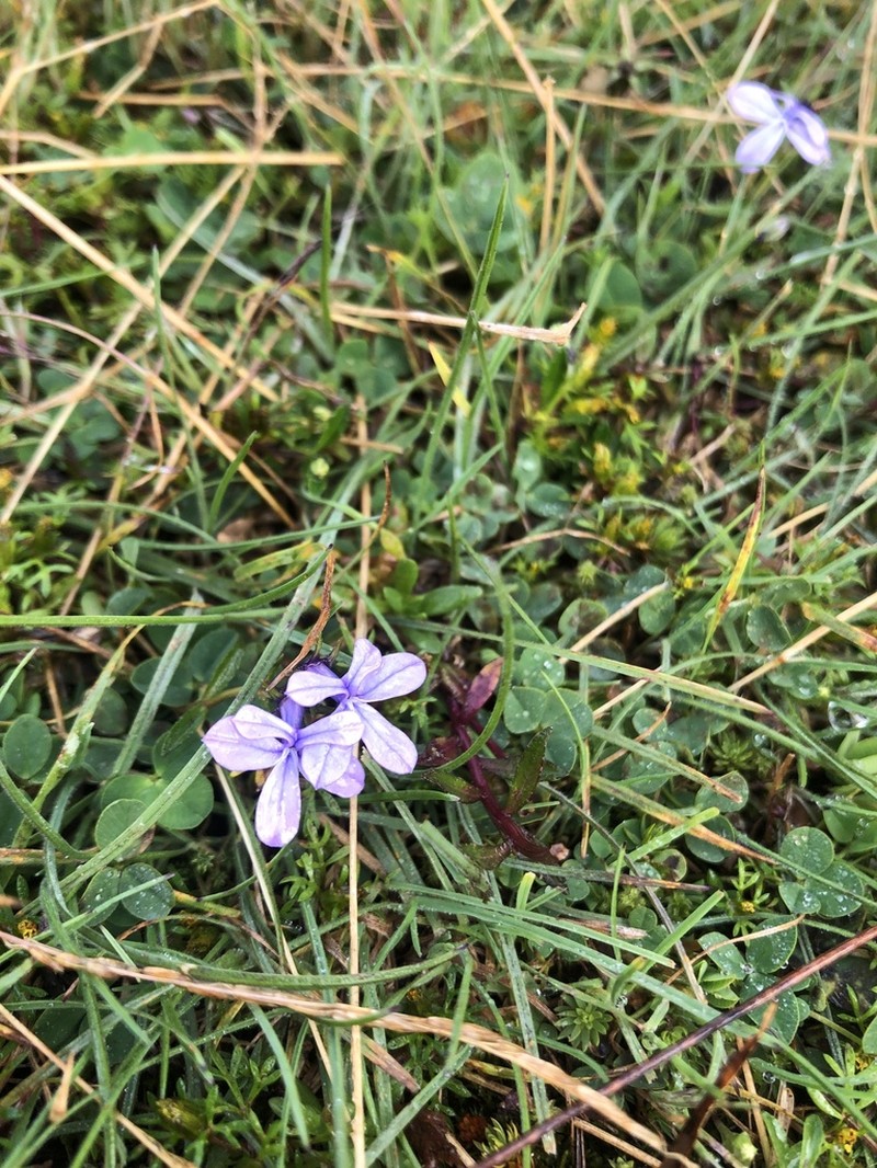 Lobelia umbellifera photo 2