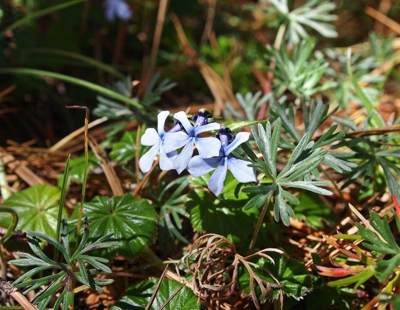 Lobelia umbellifera photo 3