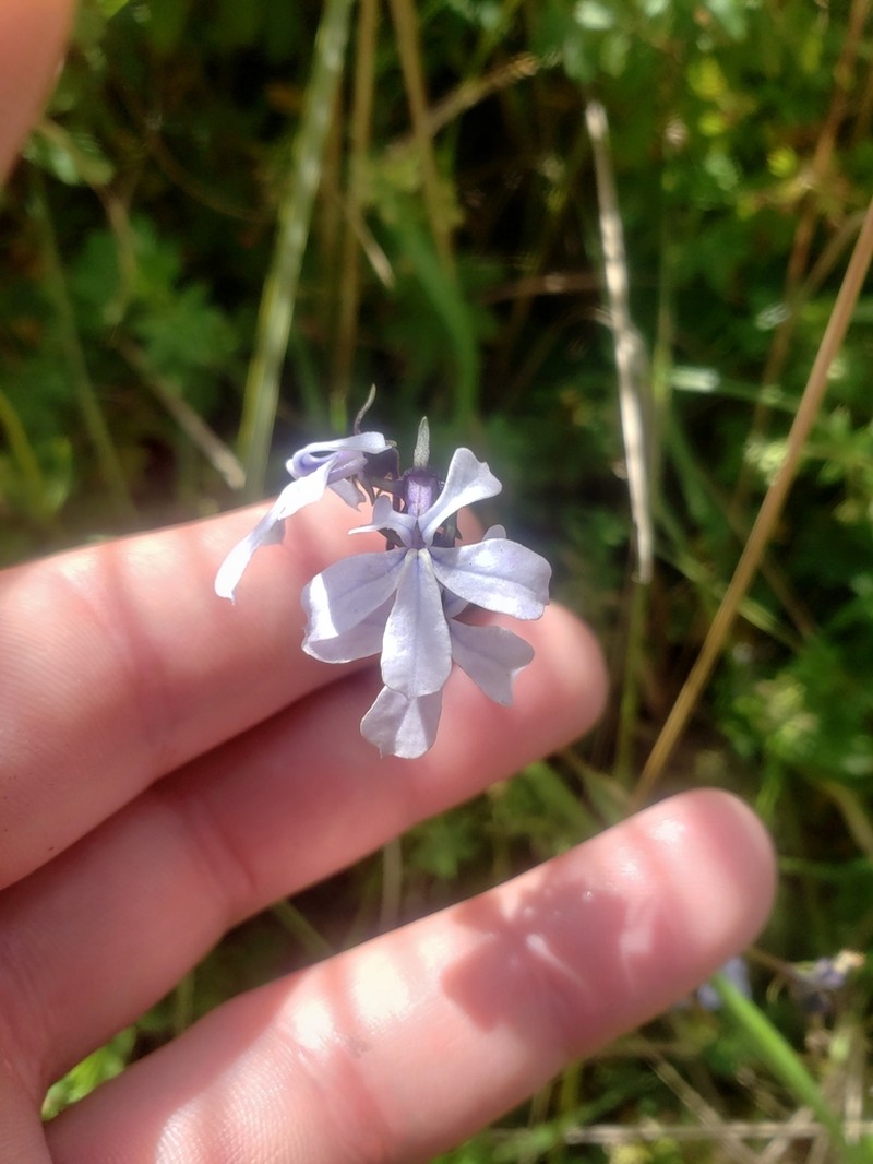 Lobelia umbellifera photo 4