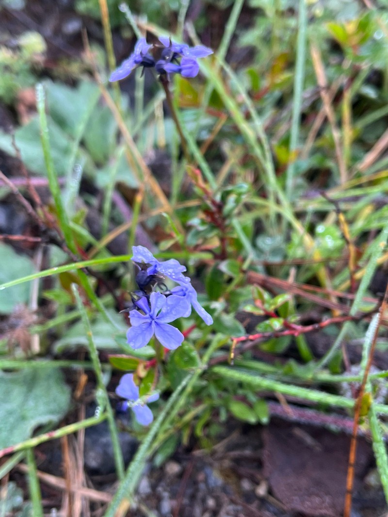 Lobelia umbellifera photo 5