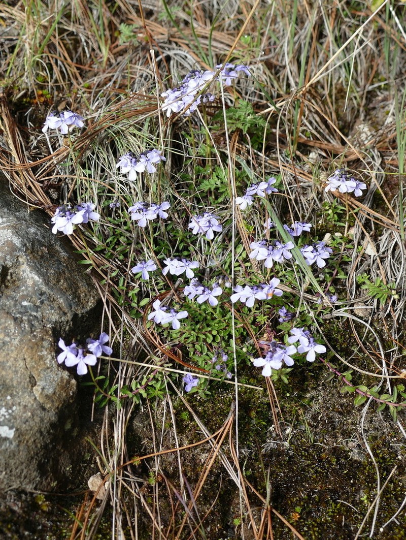Lobelia umbellifera photo 6