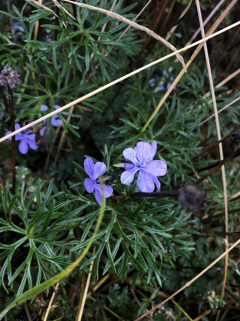 Lobelia umbellifera photo 7