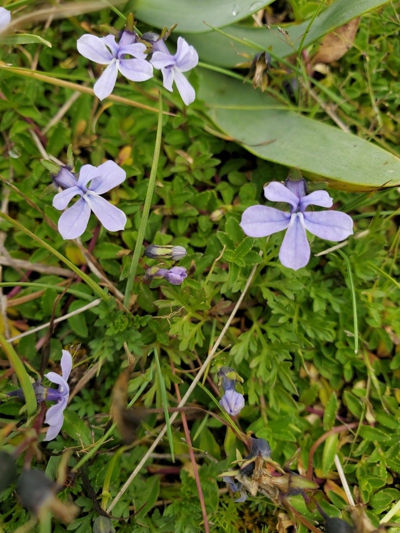 Lobelia umbellifera photo 8