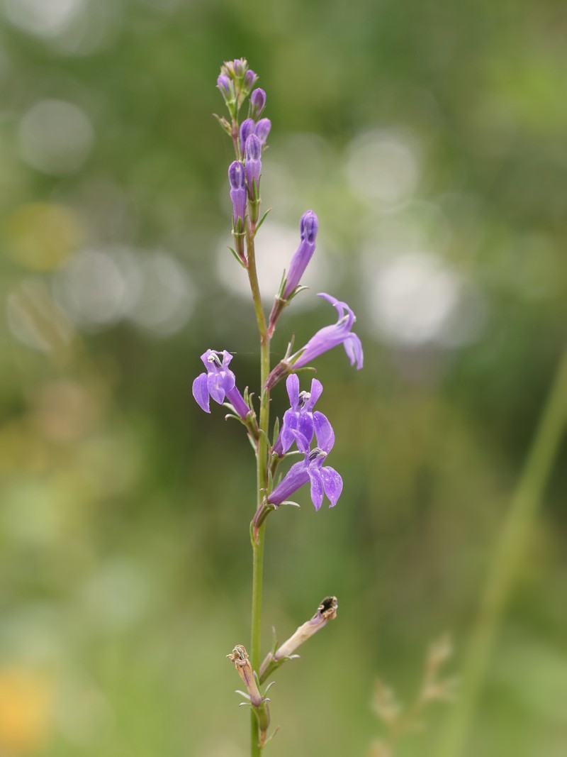 Lobelia urens