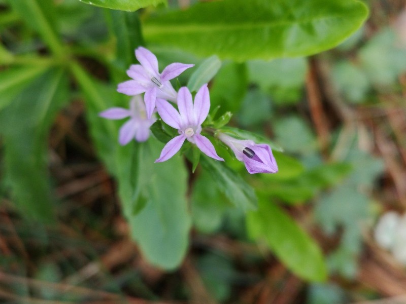 Lobelia urens photo 2