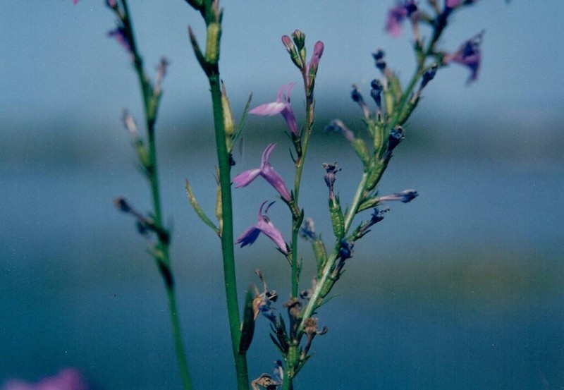 Lobelia urens photo 3