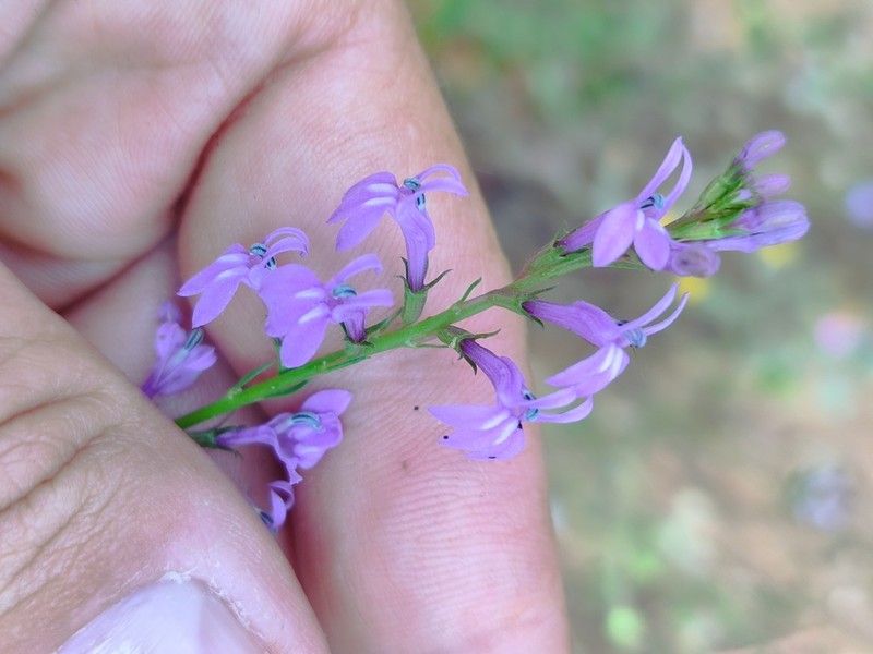 Lobelia urens photo 4