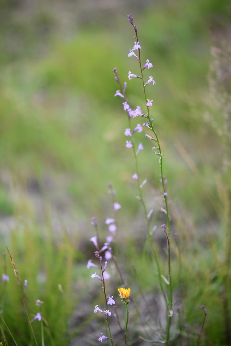 Lobelia urens photo 5