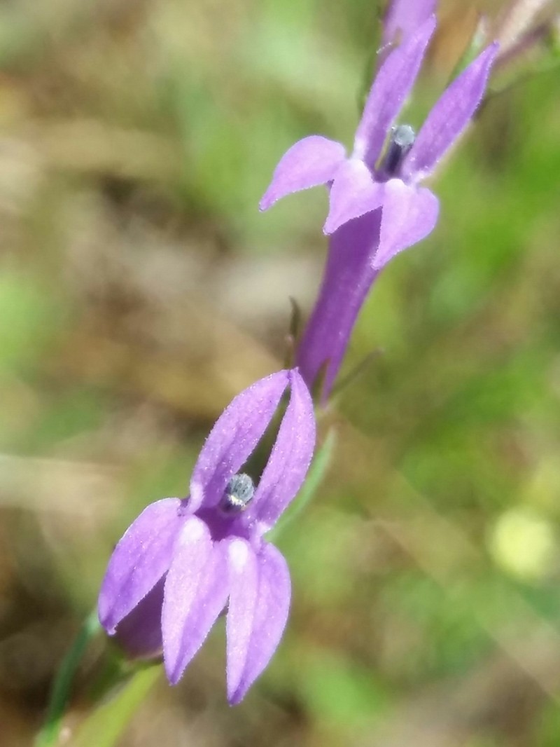 Lobelia urens photo 6