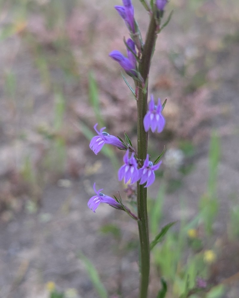 Lobelia urens photo 7