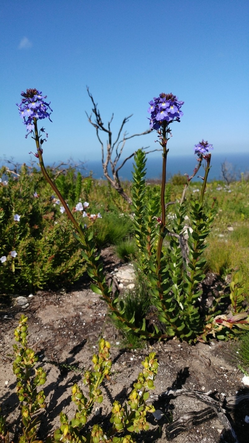 Lobelia valida photo 2