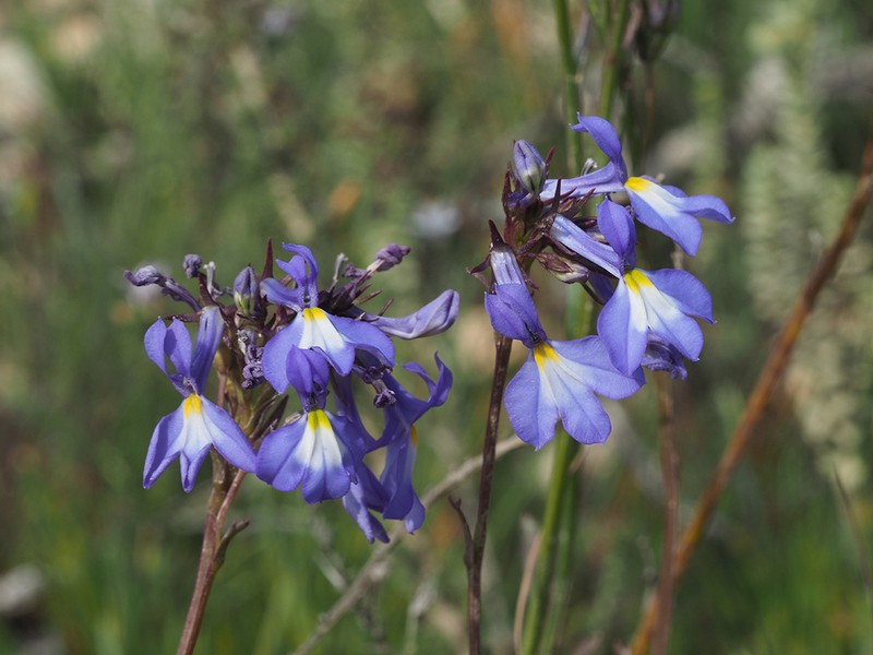 Lobelia valida photo 3