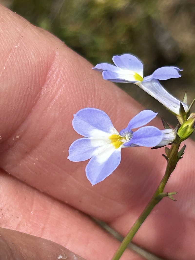 Lobelia valida photo 4