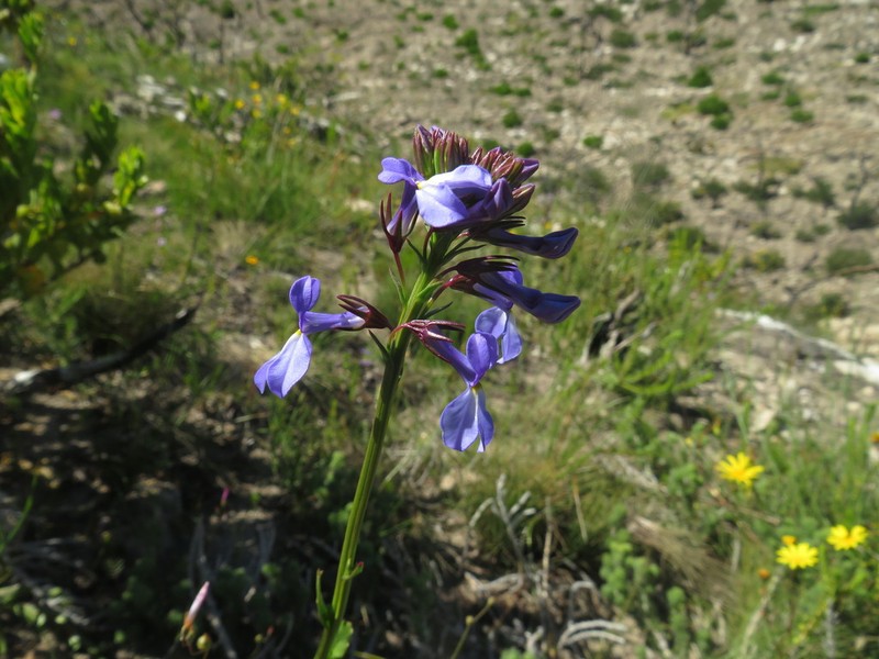 Lobelia valida photo 5