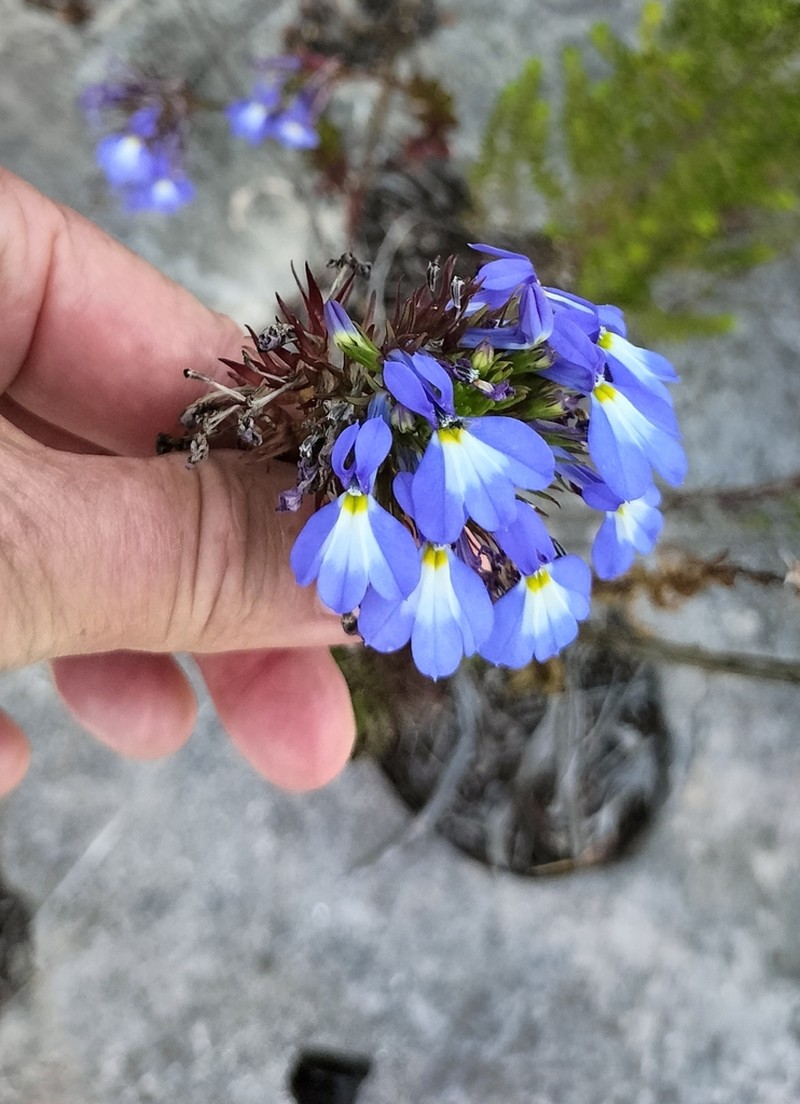 Lobelia valida photo 6