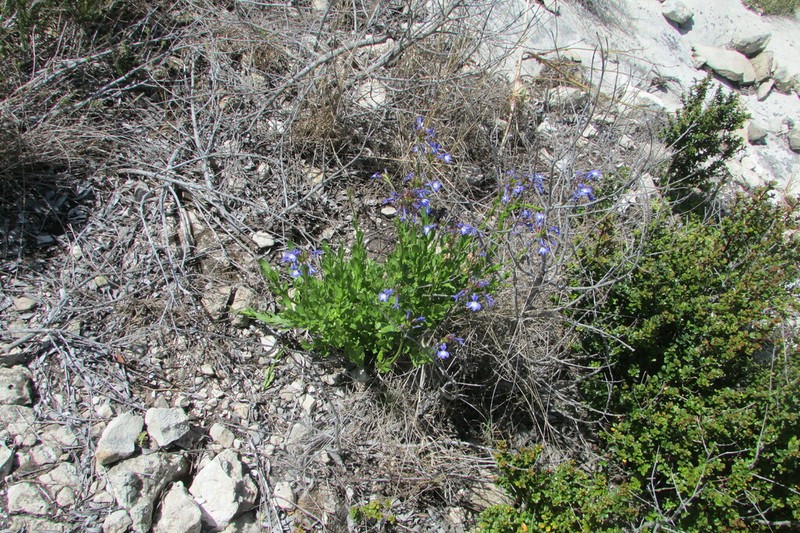 Lobelia valida photo 7