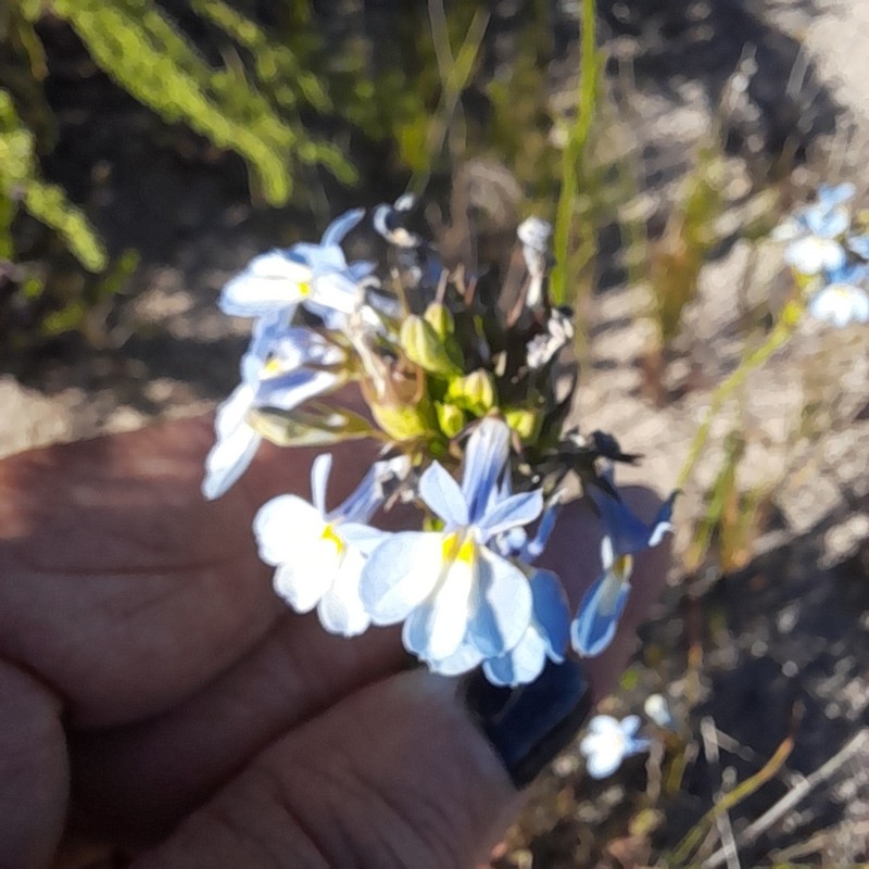 Lobelia valida photo 8