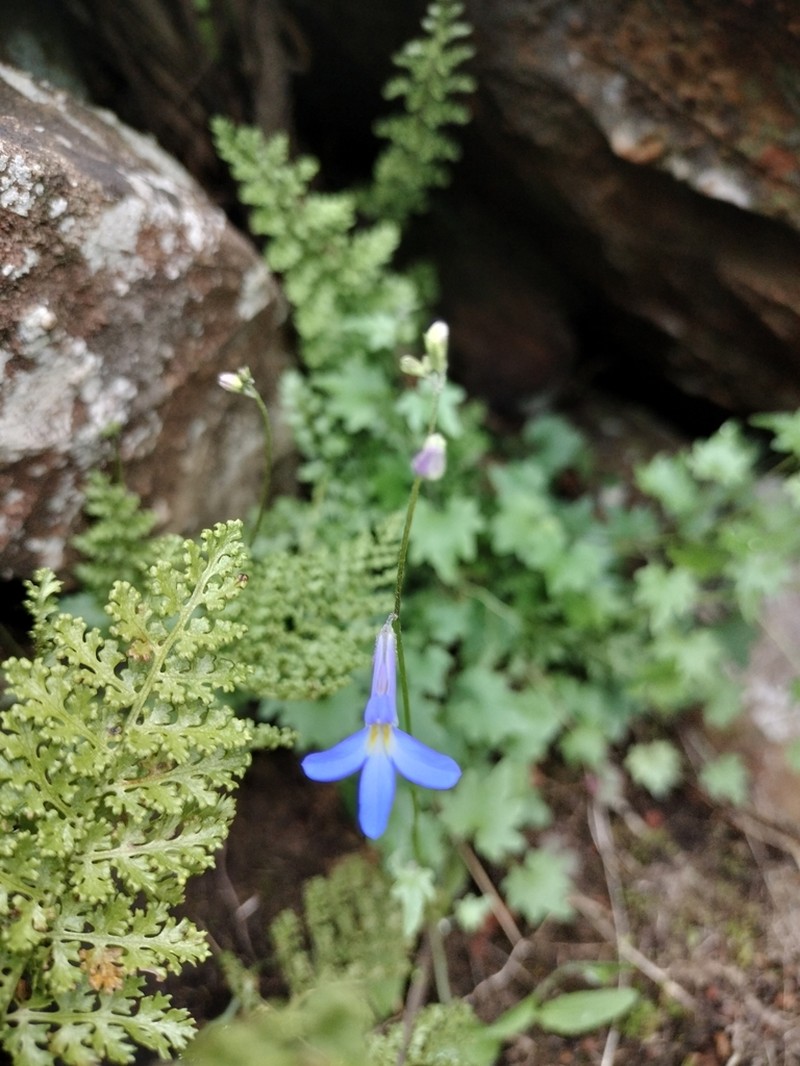 Lobelia vanreenensis