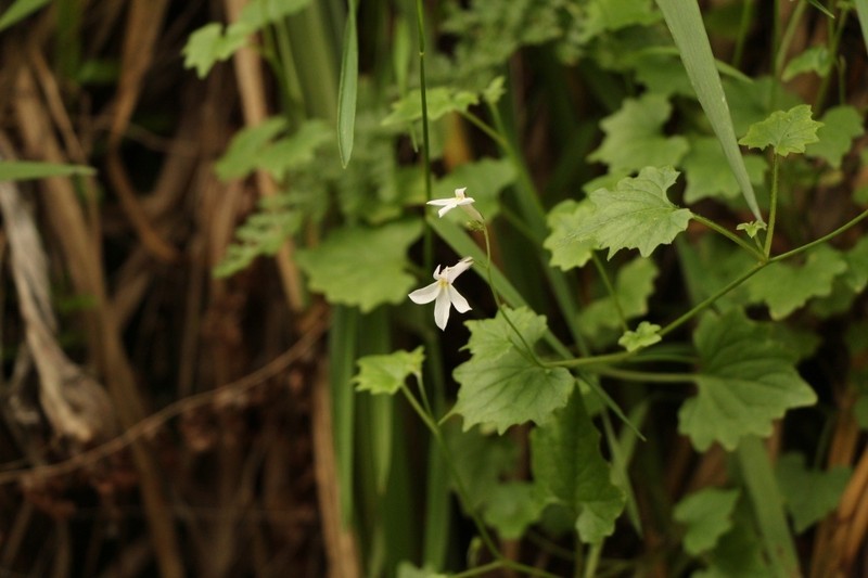 Lobelia vanreenensis photo 2